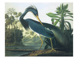 Héron de la Louisiane reproduction procédé giclée par John James Audubon