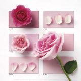 Powder Rose Posters af Louis Gaillard