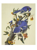 Blue Jay Giclee Print by John James Audubon