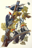 Pileated Woodpecker Giclee Print by John James Audubon