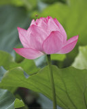 Lotus rose Art par B. Tanaka