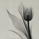 Marianne Haas - Tulip - Reprodüksiyon