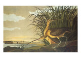 Courlis à long bec reproduction procédé giclée par John James Audubon