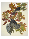 Urraca de Canadá Lámina giclée por John James Audubon Urraca de Canadá Lámina giclée por John James Audubon