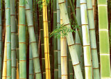 Bamboo Forest, Sagano, Japan Arte por Rob Tilley Bamboo Forest, Sagano, Japan Arte por Rob Tilley