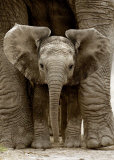 Baby Elephant Prints by Andy Rouse