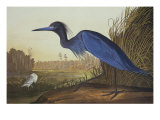 Grue bleue ou héron reproduction procédé giclée par John James Audubon