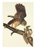 Barred Owl Giclee Print by John James Audubon