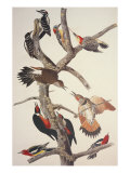 Pic chevelu Reproduction procédé giclée par John James Audubon