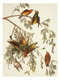Bec-croisé d'Amérique reproduction procédé giclée par John James Audubon