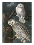 Snowy Owl Giclee Print by John James Audubon