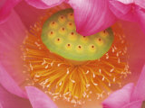 Pink Lotus Flower Posters by Joanne Wells