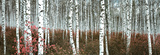 Silver Birch Forest, China Plakater Silver Birch Forest, China Plakater