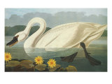 Common American Swan Giclee Print by John James Audubon