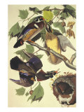 Canard d'été ou canard branchu reproduction procédé giclée par John James Audubon