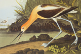 Braunhals-Säbelschnäbler Giclée-Druck von John James Audubon