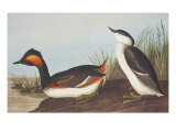 Eared Grebe Giclee Print by John James Audubon