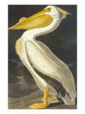 American White Pelican Giclee Print by John James Audubon