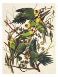 Carolina Parrot Giclee Print by John James Audubon Carolina Parrot Giclee Print by John James Audubon