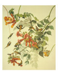 Colibri à gorge rubis Reproduction procédé giclée par John James Audubon