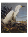 Snowy Heron Or White Egret reproduction procédé giclée par John James Audubon