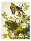 Carolina Turtle Dove Giclée-Druck von John James Audubon