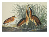 Least Bittern Giclee Print by John James Audubon