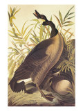 Canada Goose Giclee Print by John James Audubon