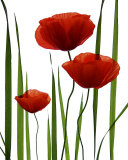Coquelicots Affiche par Lieven Coppieters