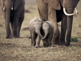 Baby Elephant, Masa Mara, Kenya Posters by Anup Shah
