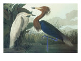 Héron pourpre reproduction procédé giclée par John James Audubon