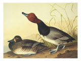 Red-Headed Duck reproduction procédé giclée par John James Audubon