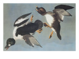 Golden-Eye Duck Giclee Print by John James Audubon