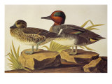 American Green-Winged Teal Giclee Print by John James Audubon
