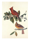 Cardinal Grosbeak Giclée-Druck von John James Audubon