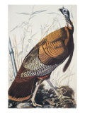 Dinde sauvage reproduction procédé giclée par John James Audubon
