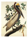 Brown Pelican Giclée-Druck von John James Audubon