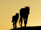 Two Mustangs Affiches par Klein & Hubert 