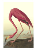 American Flamingo Giclee Print by John James Audubon