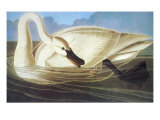 Cisne trompetero Lámina giclée por John James Audubon Cisne trompetero Lámina giclée por John James Audubon