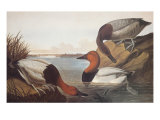 Canvas-Backed Duck Giclee Print by John James Audubon Canvas-Backed Duck Giclee Print by John James Audubon