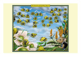 A Swarm of Spelling Bees Poster par Richard Kelly