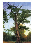 Pioneers of The Forest Poster von Albert Bierstadt