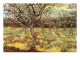 Apricot Trees In Blossom Poster by Vincent van Gogh