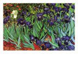 Iris Affiches par Vincent van Gogh