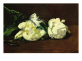 Still Life, White Peony Print by Édouard Manet