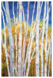 Serene White Birches ジクレープリント - シャロン・ピッツ