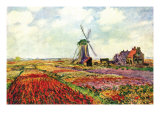 Tulips of Holland Poster von Claude Monet