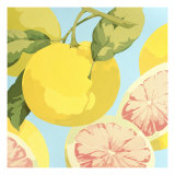 Fresh Grapefruits Giclee Print by Martha Negley