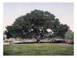 The Mammoth Oak Pass Christian Mississippi Print